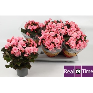 BEG DU MO 2 JOY PINK