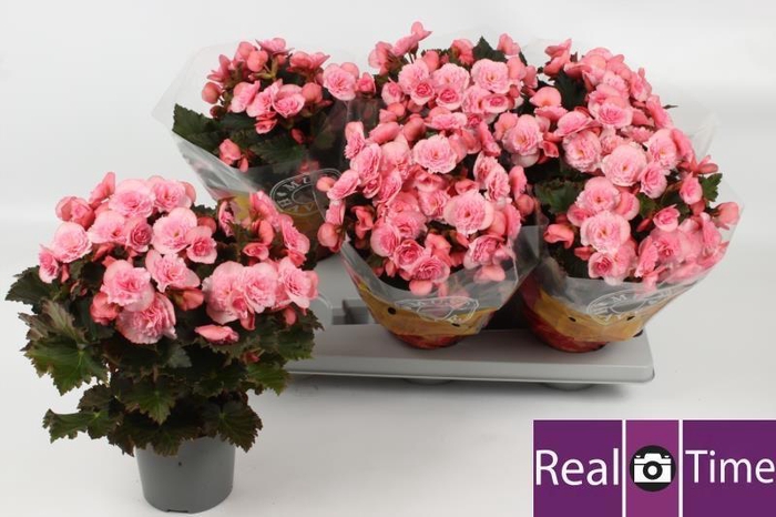 BEG DU MO 2 JOY PINK