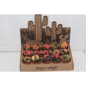 CACTUS GYMNOCALYCIUM MIHANOVICHII P06