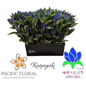 Gentiana Kagayaki Blue Dark Pacific