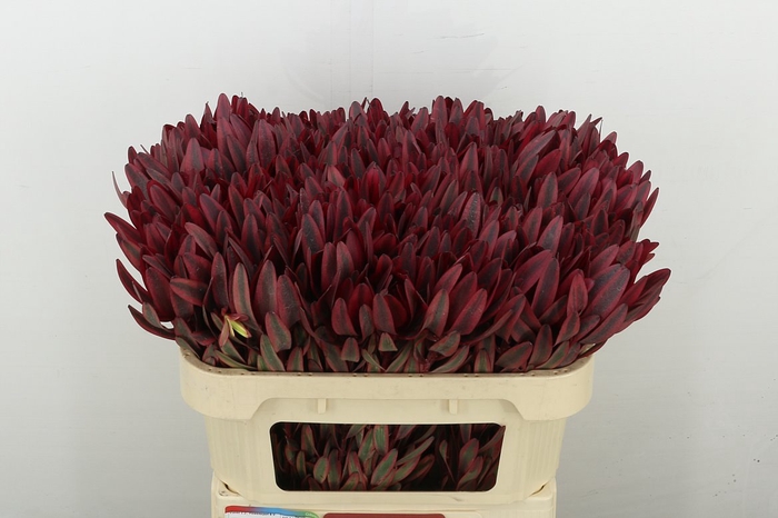 Leucadendron Jester