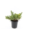 Potentilla fruticosa Kobold