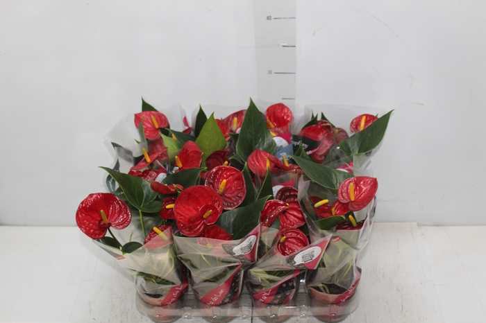 <h4>ANTHURIUM RED SUCCESS P09</h4>