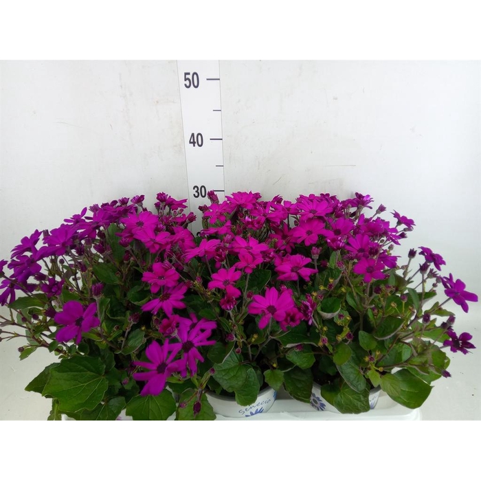 <h4>Pericallis cr. 'Senetti Magenta'</h4>