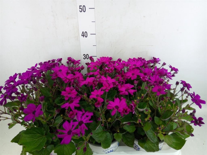 Pericallis cr. 'Senetti Magenta'