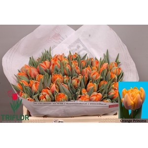 TU DU ORANGE PRINCES