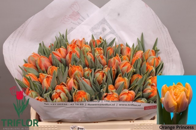 <h4>TU DU ORANGE PRINCES</h4>