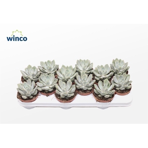 Pachyveria Grey Crown