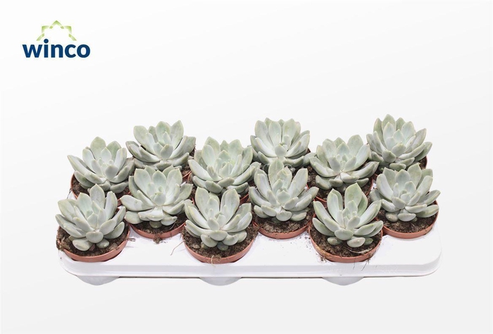 <h4>Pachyveria Grey Crown</h4>