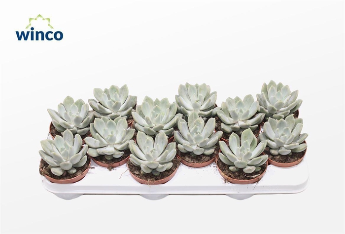 <h4>Pachyveria Grey Crown</h4>