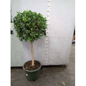 Ficus microcarpa 'Moclame'