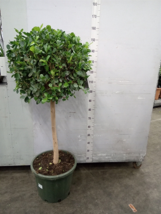 <h4>Ficus microcarpa 'Moclame'</h4>