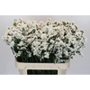Limonium sinuatum Olga White