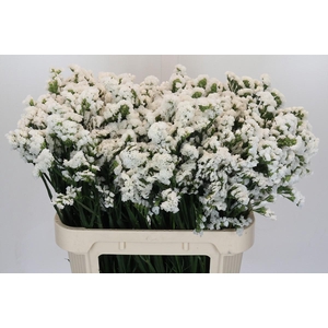 Limonium sinuatum Olga White