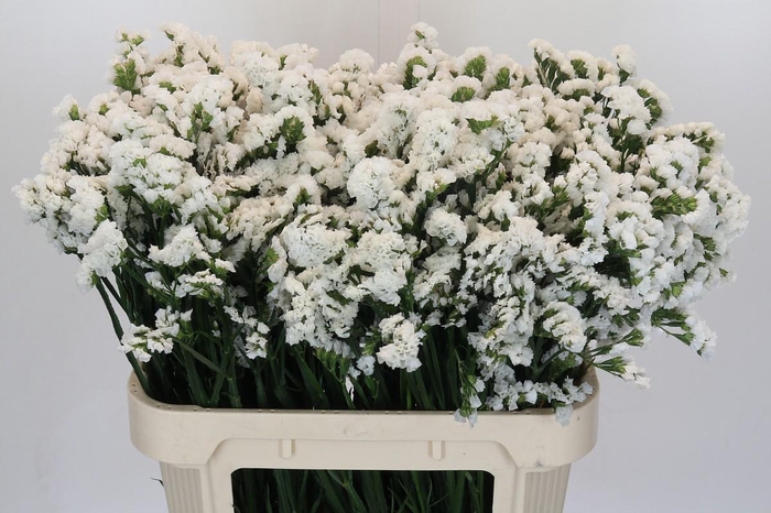 <h4>Limonium sinuatum Olga White</h4>