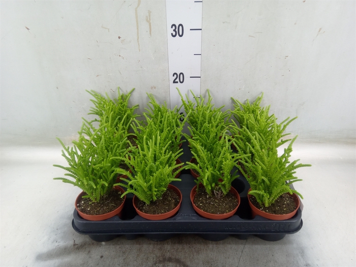 <h4>Crassula   ...</h4>