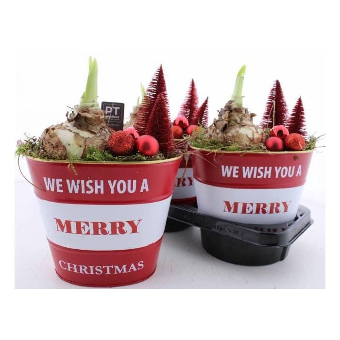 <h4>ARR BOL KNOLGEWAS</h4>