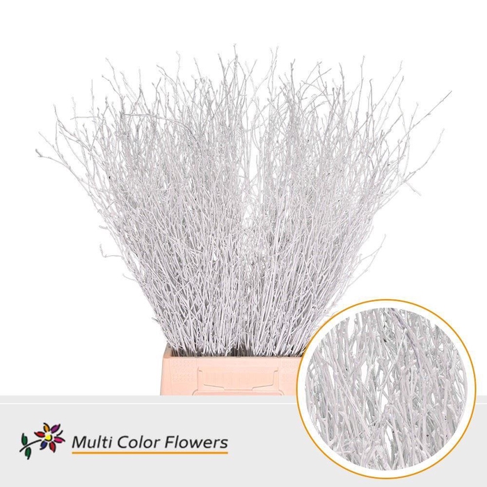 <h4>BETULA COLORED WHITE</h4>