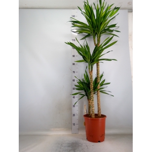 Dracaena frag. 'Riki'