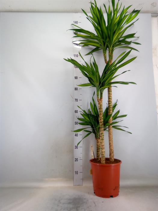 <h4>Dracaena frag. 'Riki'</h4>