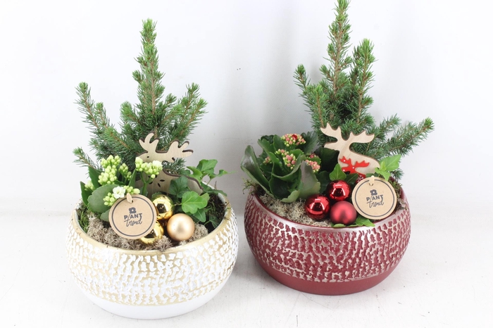 <h4>arr2 PL - Ker. schaal red/white 250/2</h4>