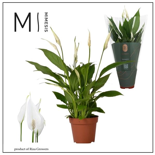 <h4>Spathiphyllum 'Cavalli'</h4>