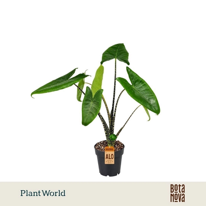 <h4>Alocasia zebrina</h4>