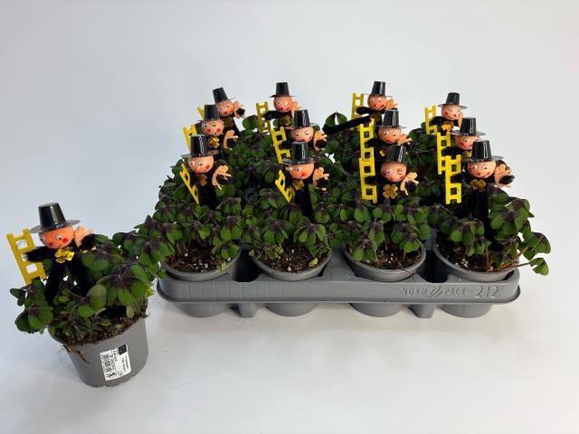 <h4>Oxalis Deppei</h4>