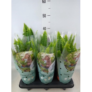 Nephrolepis exal. 'Green Lady'