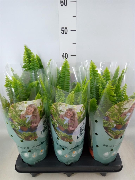 <h4>Nephrolepis exal. 'Green Lady'</h4>