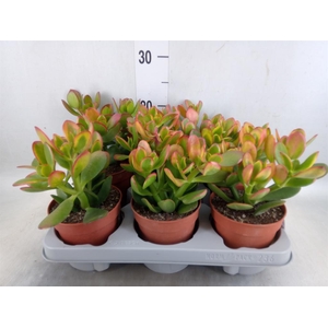 Crassula ovata 'Sunset'