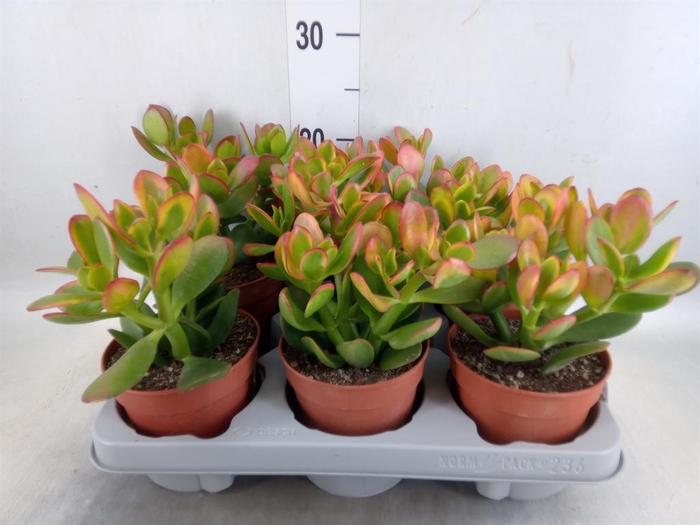 <h4>Crassula ovata 'Sunset'</h4>
