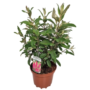 BUDD DAVIDII OV