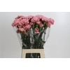 Dianthus St Lege Pink
