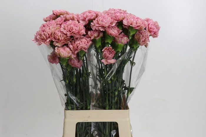 Dianthus St Lege Pink