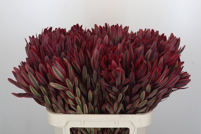 <h4>Leucadendron Jester</h4>