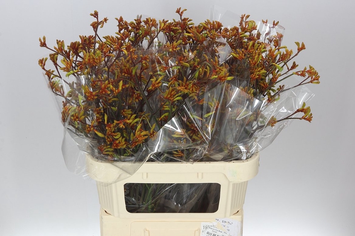 <h4>Anigozanthos Bush Sunset</h4>