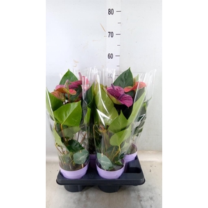 Anthurium andr. 'Cavalli'