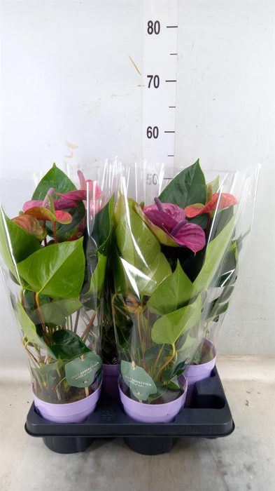 <h4>Anthurium andr. 'Cavalli'</h4>