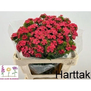 DI BARB S WILL CORAL
