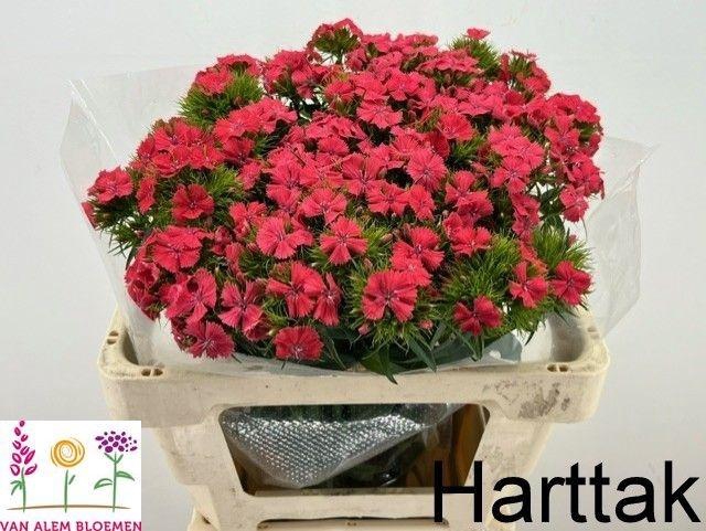 <h4>DI BARB S WILL CORAL</h4>
