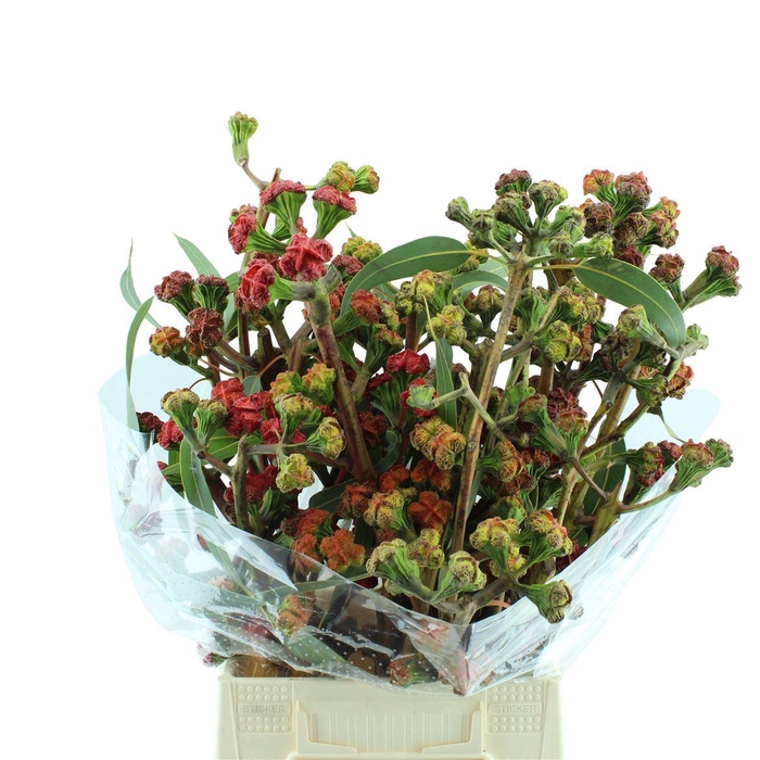 <h4>Eucalyptus Cardinal Bes</h4>