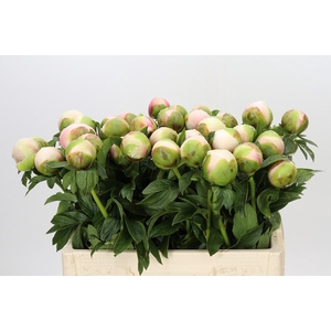 Paeonia Colonel Owen Cousins