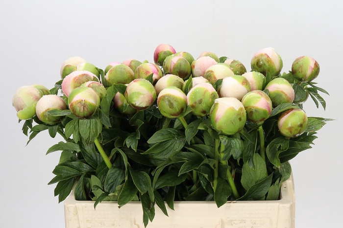 <h4>Paeonia Colonel Owen Cousins</h4>