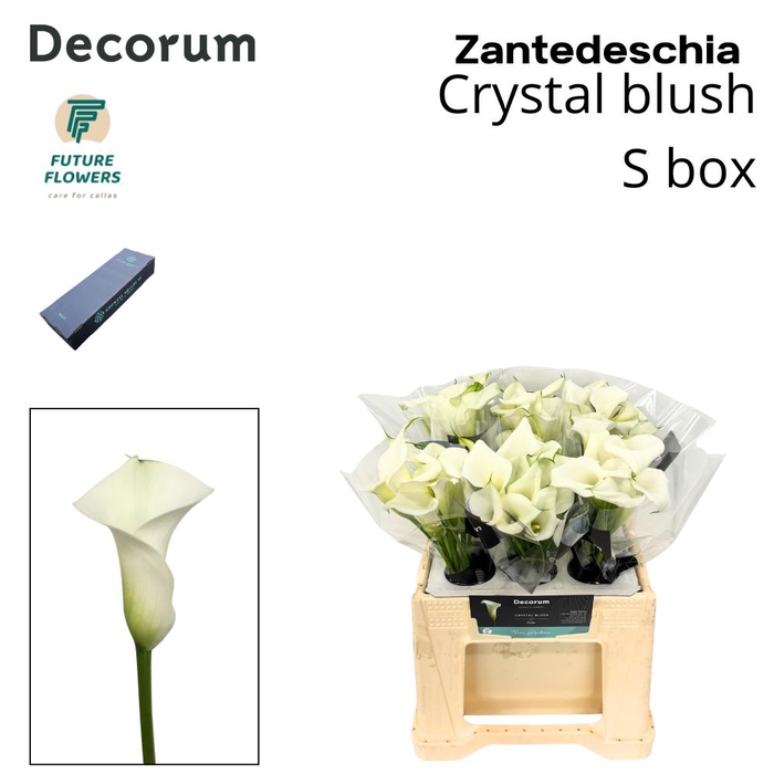<h4>ZANT CRYSTAL BLUSH SMALL BOX 40 CM</h4>