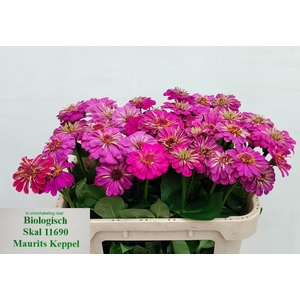 ZINNIA ELEGANS