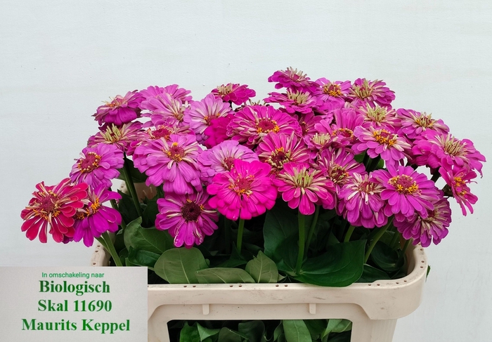 <h4>ZINNIA ELEGANS</h4>