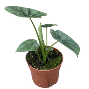 Alocasia