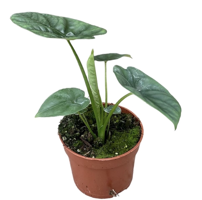 Alocasia