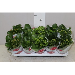 Kalanchoe Bl Gemengd A2